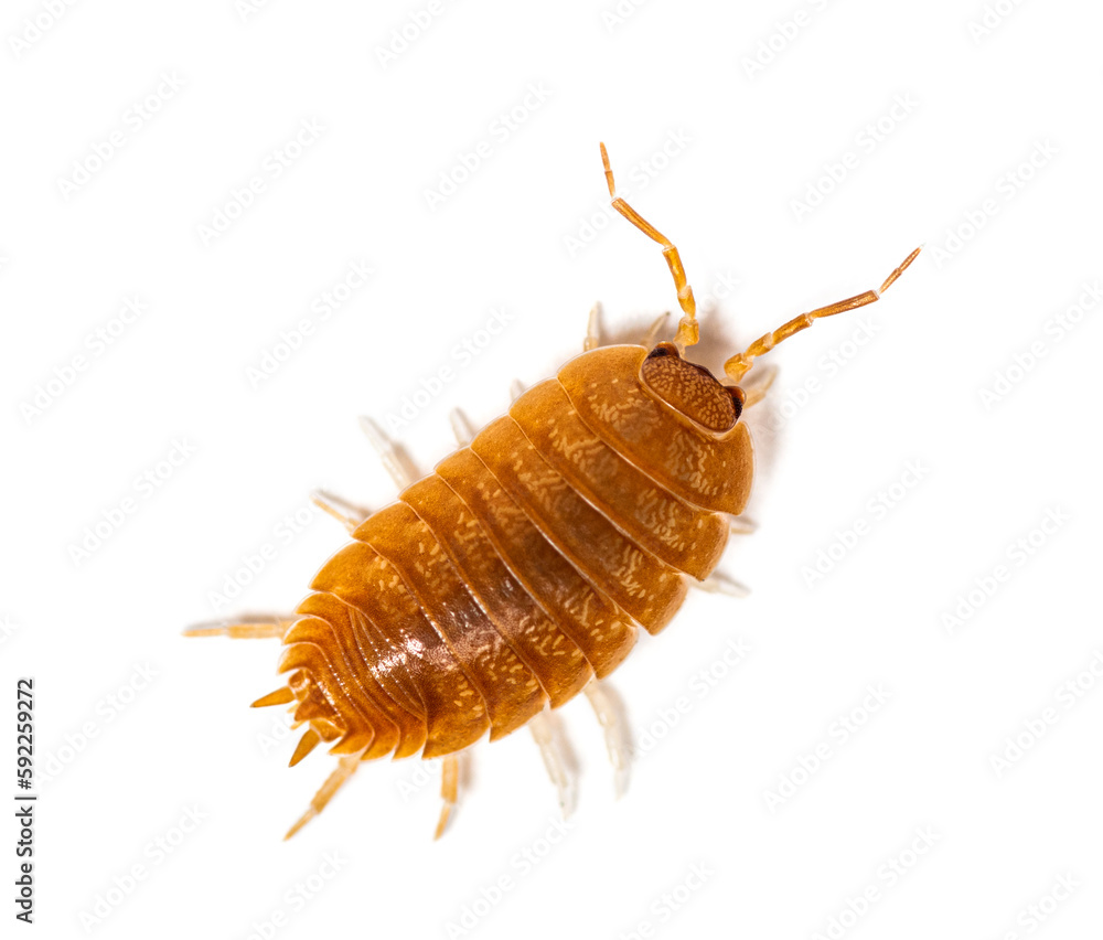 Orange Woodlouse, Porcellio laevis, isolated on white Orange Woodlouse, Porcellio laevis, isolated on white