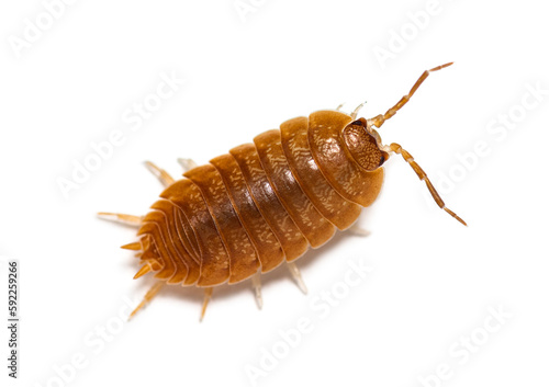 Orange Woodlouse, Porcellio laevis, isolated on white