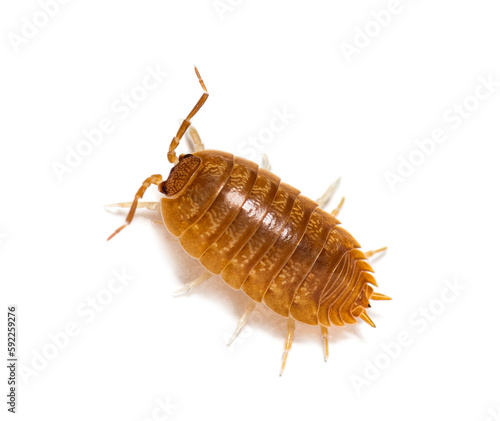 Orange Woodlouse View from above, Porcellio laevis, isolated on white