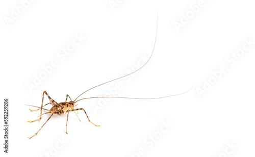 Cave Crickets ,  Rhaphidophoridae specie, isolated on white photo