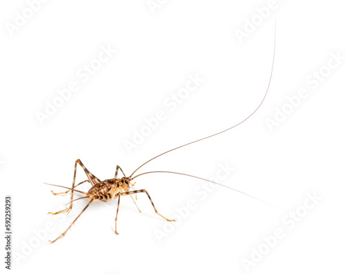 Cave Crickets , Rhaphidophoridae specie, isolated on white