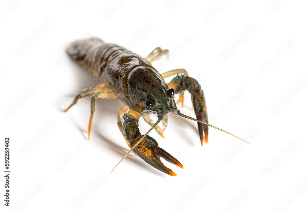 Stone crayfish, Austropotamobius torrentium, isolated on white Stone crayfish, Austropotamobius torrentium, isolated on white