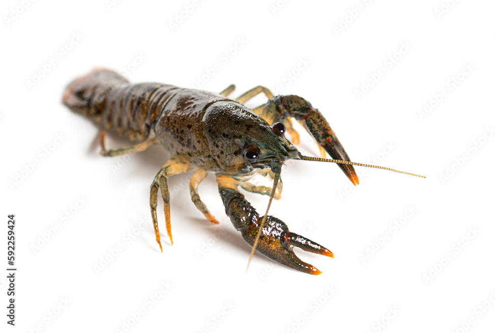Stone crayfish, Austropotamobius torrentium, isolated on white Stone crayfish, Austropotamobius torrentium, isolated on white
