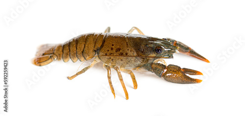 Stone crayfish, Austropotamobius torrentium, isolated on white