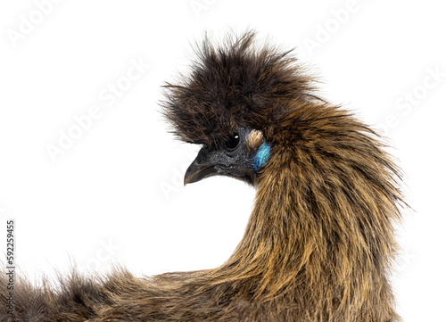 Side view of a Partridge Silkie hen head  isolated on white