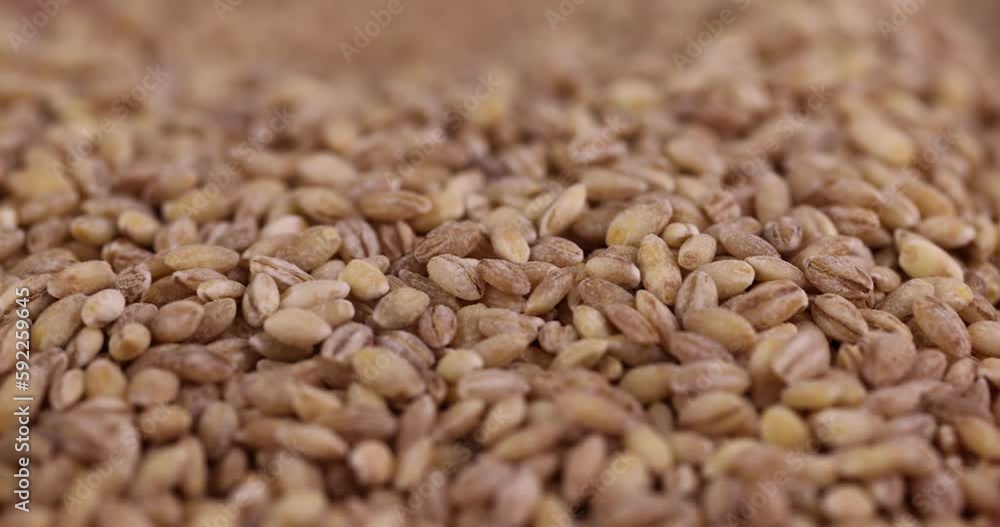 pour cheap tasteless barley porridge close-up, dry not cooked barley porridge that is cheap pour cheap tasteless barley porridge close-up, dry not cooked barley porridge that is cheap