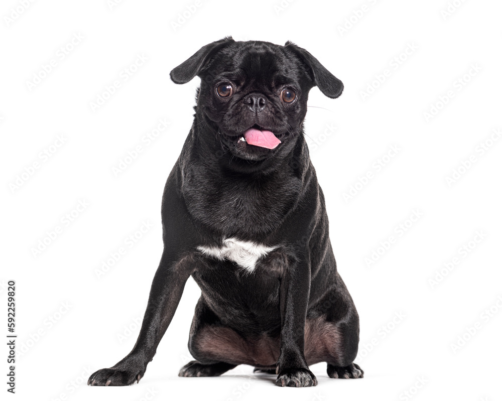 Sitting Pug dog panting and looking at the camera, Isolated on white