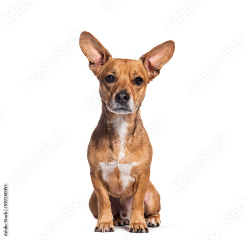 Crossbreed dog with big ears looking at the camera  sitting  Isolated on white