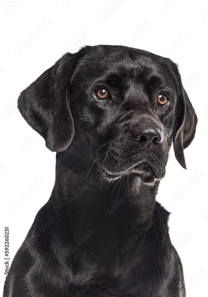 Head shot of a black Labrador isolated