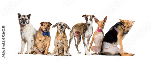 Group of sick, blind, injured, disabled dogs standing in a row, isolated on white