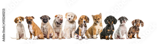 large group of puppies sitting together in a row, isolated on white