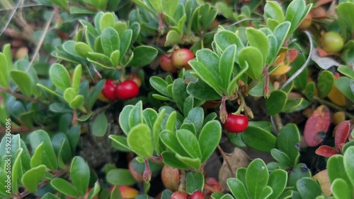 Plant with medicinal properties. Leaves and ripe berries of bearberry , Arctostaphylos uva-ursi 