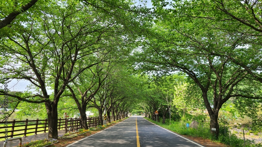 Path with green street tree Path with green street tree