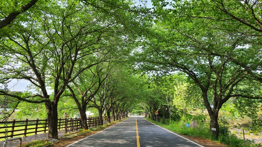 Path with  green street tree