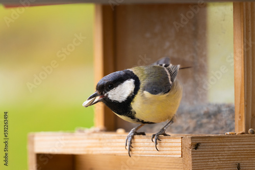 coal tit bird eating from a bird feeder