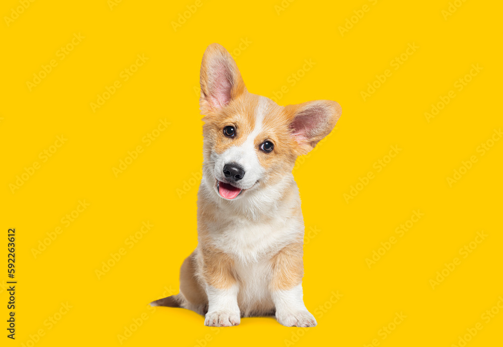Happy panting Puppy Welsh Corgi Pembroke looking at camera, on yellow background