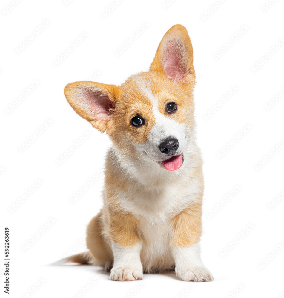 Sitting happy panting Puppy Welsh Corgi Pembroke looking at camera, 14 Weeks old, isolated on white