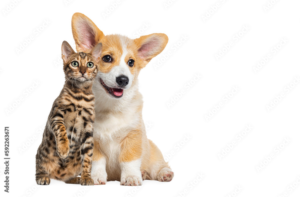 cat and dog together, Puppy dog and bengal cat,  looking at camera, isolated on white