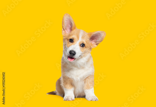 Happy panting Puppy Welsh Corgi Pembroke looking at camera  on yellow background