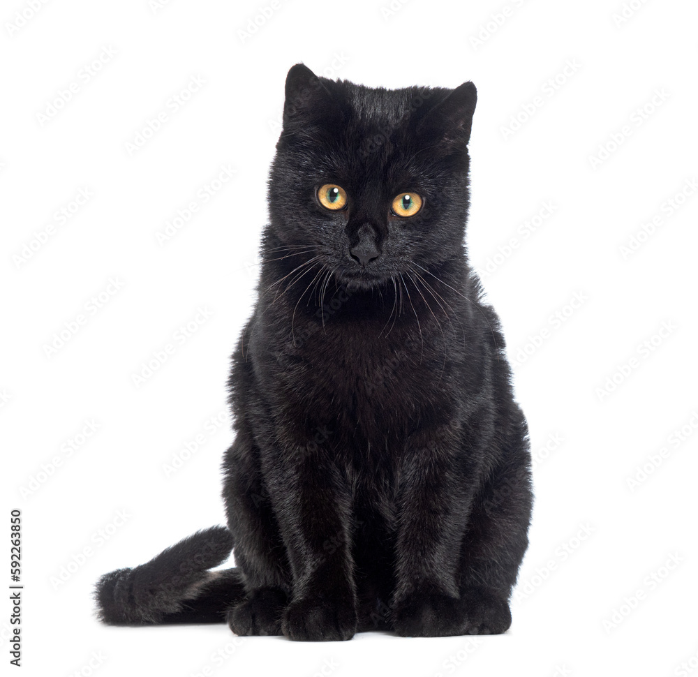 Black Kitten crossbreed cat, looking at the camera, isolated on white