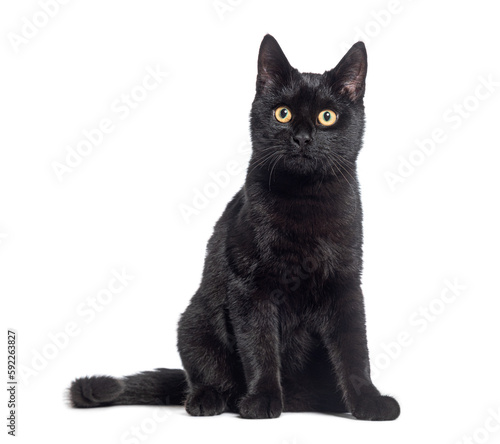 Black Kitten crossbreed cat, sitting and looking up, isolated on white