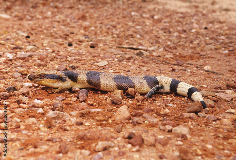 Naklejka premium Tiliqua scincoides