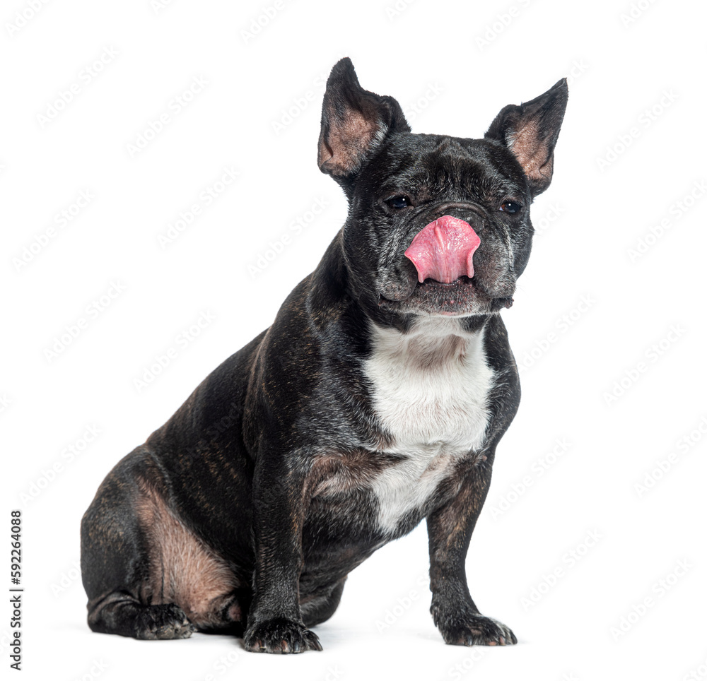Greedy old French Bulldog licking its lips waiting to eat, isolated on white