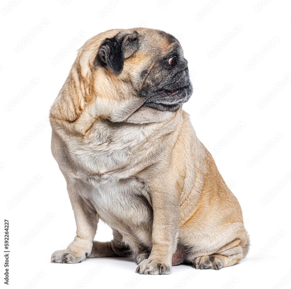Seven Years old Pug dog sitting and looking away on its left, perfect profile head, isolated on white Seven Years old Pug dog sitting and looking away on its left, perfect profile head, isolated on white