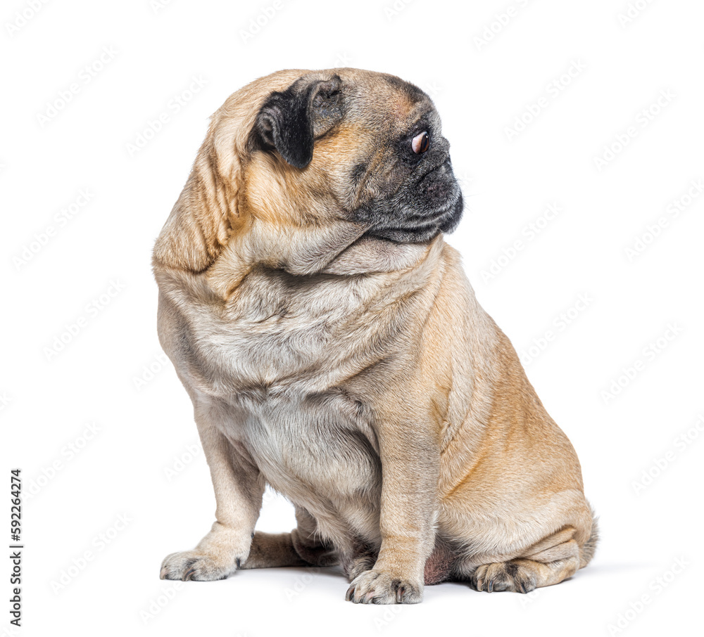 Seven Years old Pug dog sitting and looking away on its left, perfect profile head, isolated on white Seven Years old Pug dog sitting and looking away on its left, perfect profile head, isolated on white