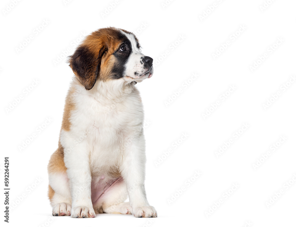 Three months old Puppy Saint Bernard dog, sitting, looking away, isolated on white Three months old Puppy Saint Bernard dog, sitting, looking away, isolated on white