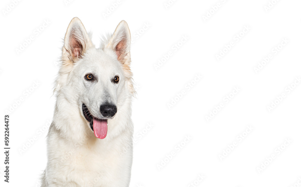 portrait of a Swiss Shepherd Dog panting and looking happy, isolated on white