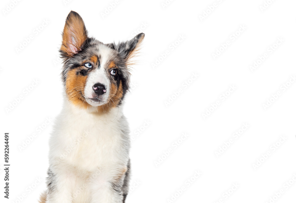 funny Four months old puppy Blue merle australian shepherd looking away isolated on white background funny Four months old puppy Blue merle australian shepherd looking away isolated on white background