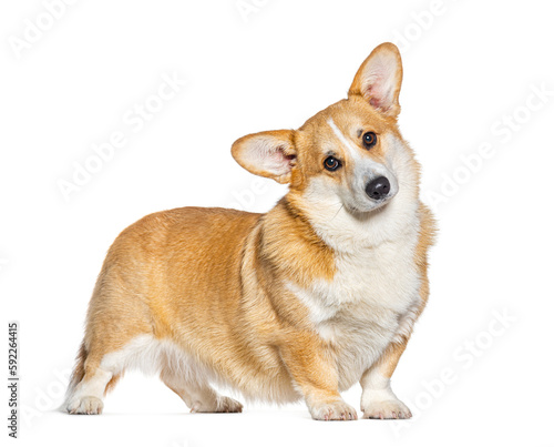 Welsh Corgi Pembroke facing and looking at he camera, isolated on white © Eric Isselée