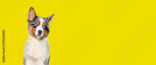 funny Four months old puppy australian shepherd Blue merle looking away isolated on yellow background
