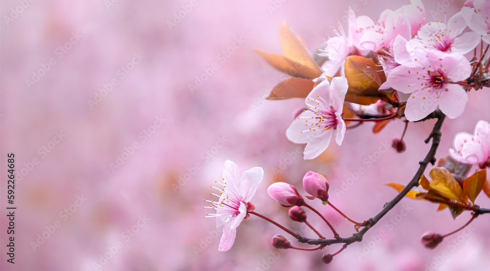 defocused delicate pink flowers. sakura branch. widescreen, selective focus