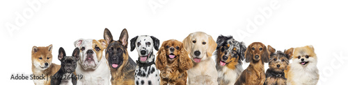 Row of different size and breed dogs over white horizontal social media or web banner with copy space for text. Dogs are looking at the camera, some cute, panting or happy