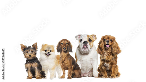 Sticker Group of five different breeds dogs in a row, looking at the camera, some are cu