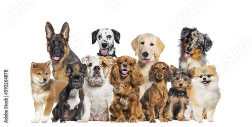 Fototapeta Naklejka Na Ścianę i Meble -  Group of dogs of different sizes and breeds looking at the camera, some cute, panting or happy, in a row, isolated on white