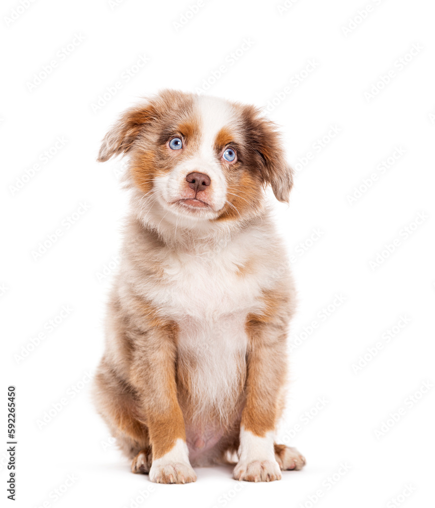 Sad cute Three months old Puppy red merle blue eyed Bastard dog, cross with an australian shepherd and unknown breed, isolated on white Sad cute Three months old Puppy red merle blue eyed Bastard dog, cross with an australian shepherd and unknown breed, isolated on white
