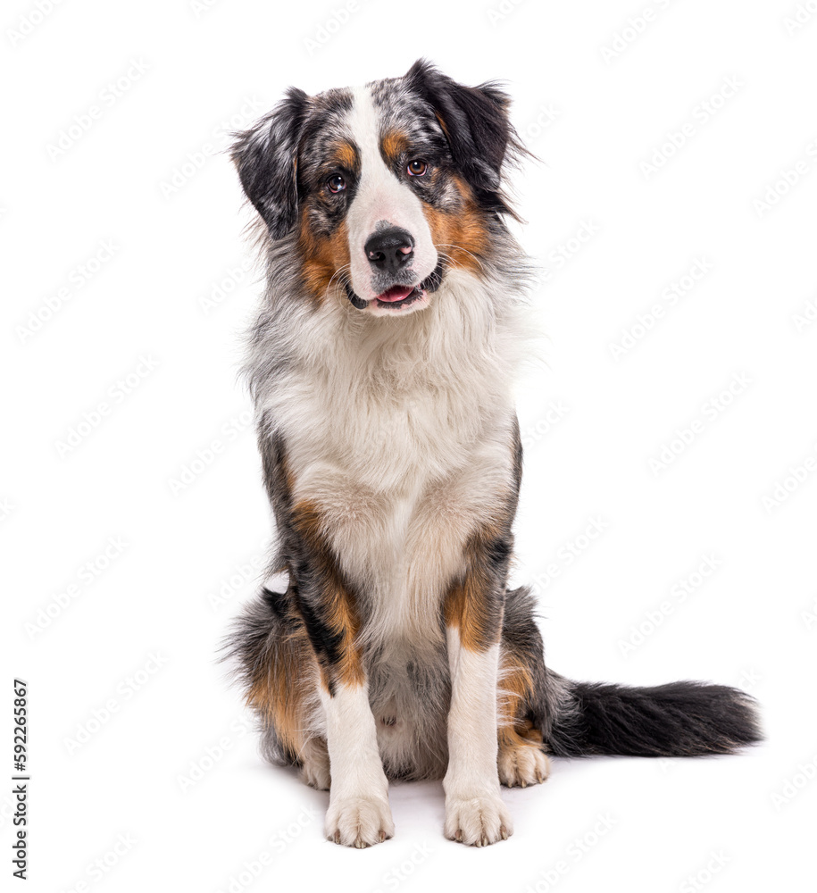 Bordernese, cross between Border Collie and Bernese Mountain Dog, isolated on white Bordernese, cross between Border Collie and Bernese Mountain Dog, isolated on white