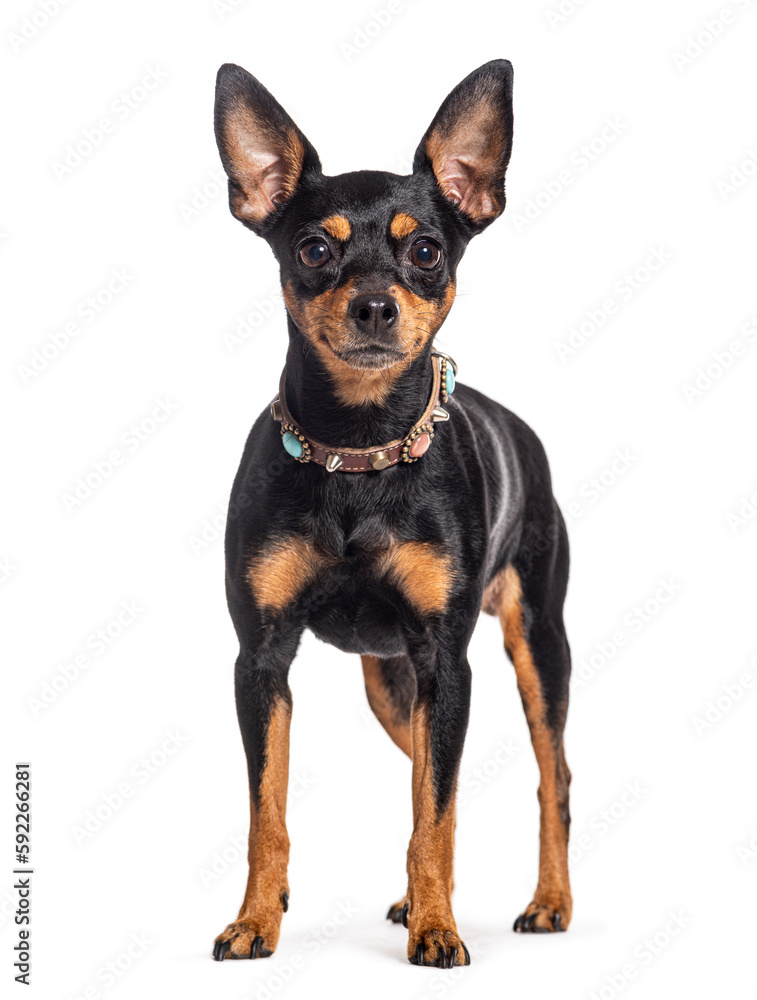 Miniature Pinscher wearing a dog collar, isolated on white Miniature Pinscher wearing a dog collar, isolated on white