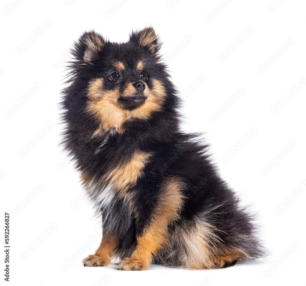 Obraz premium Bicolor Spitz dog sitting looking away, isolated on white