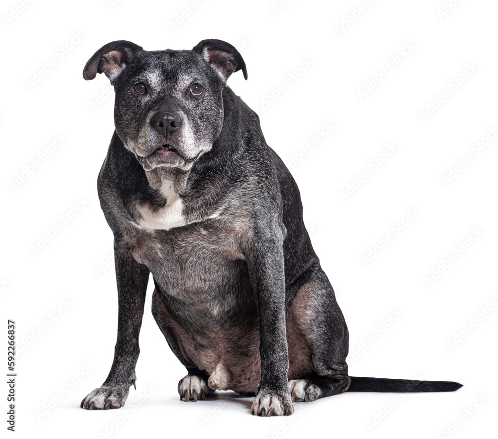 Old graying american staff dog, isolated on white