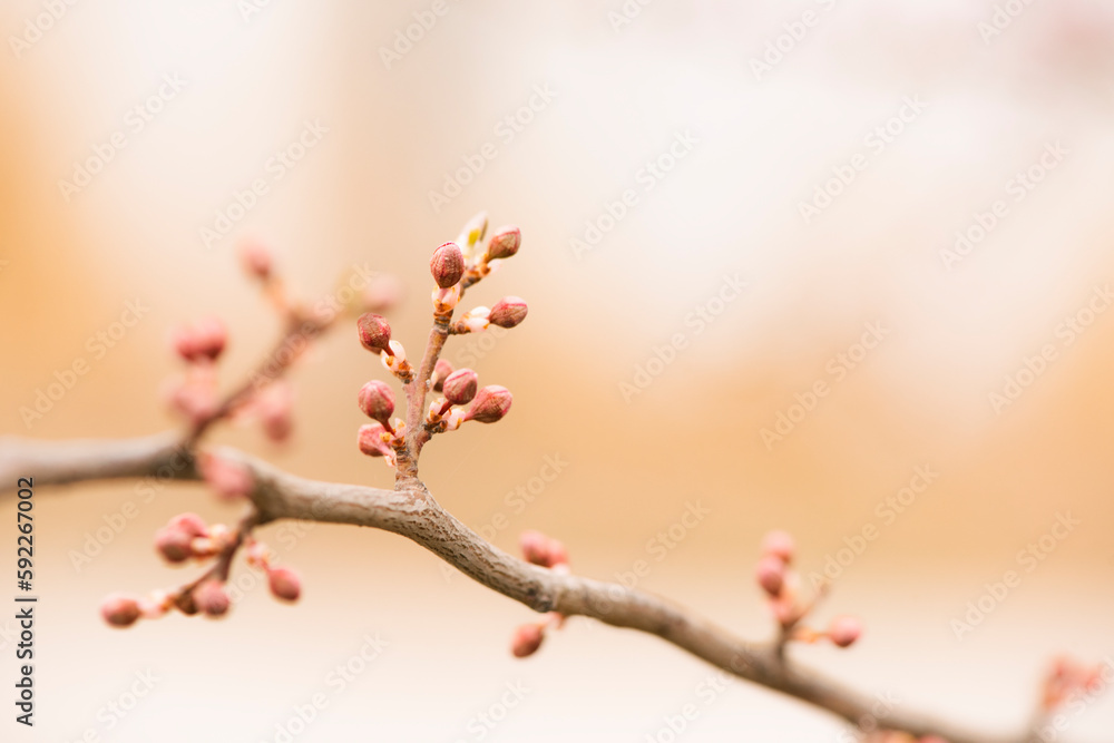 The new buds begin to appear in the spring The new buds begin to appear in the spring