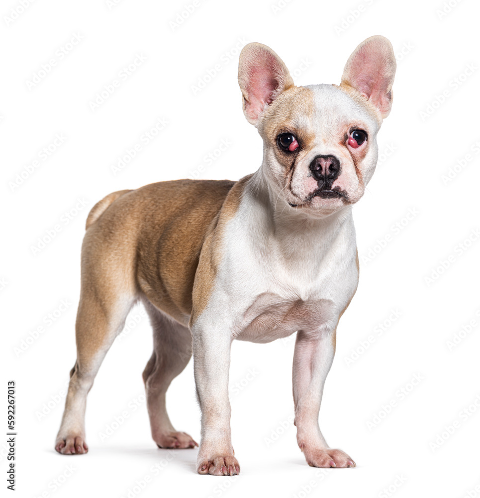 Sick Dog with a cherry eye vascularisation, isolated on white Sick Dog with a cherry eye vascularisation, isolated on white