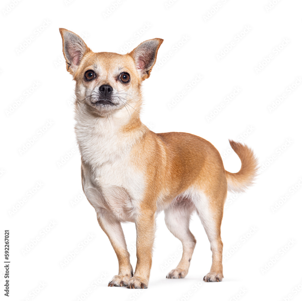 Chihuahua standing in front, looking up, isolated on white