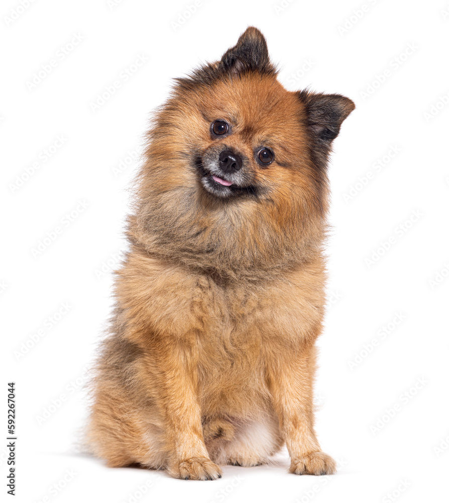 Spitz Dog sitting looking at the camera, isolated on white