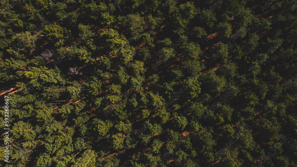Drone view of Pine forest in sunlight. Top view of forest Drone view of Pine forest in sunlight. Top view of forest
