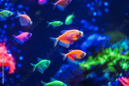 A flock of beautiful neon glowing fish in a dark aquarium with neon light. Glofish tetra. Blurred background. Selective focus. Underwater life.
