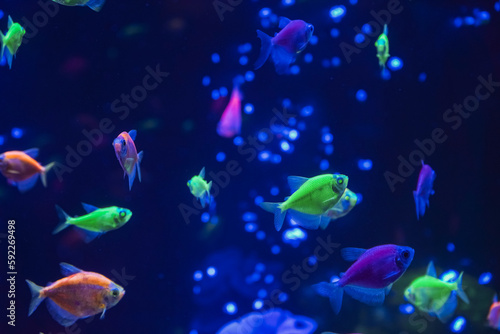 A flock of beautiful neon glowing fish in a dark aquarium with neon light. Glofish tetra. Blurred background. Selective focus. Underwater life.